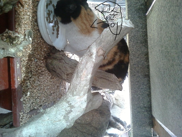 사진130301_000.jpg
