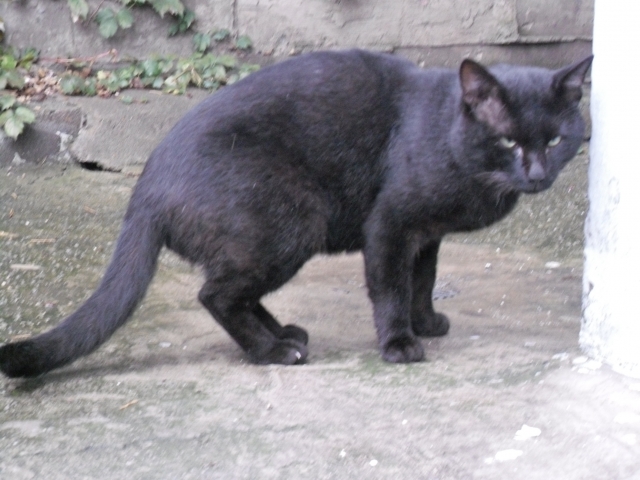 SDC10736.JPG