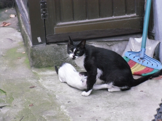 SDC10742.JPG