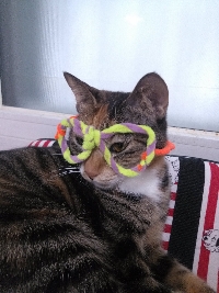 냐미.jpg