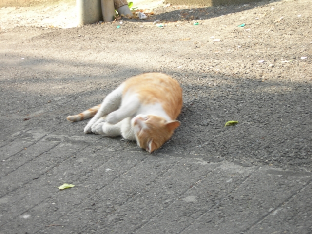 DSCN8441.JPG