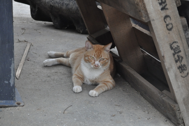 DSC_0487.JPG