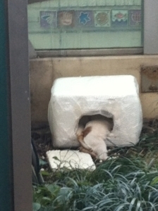 고양이 002.jpg