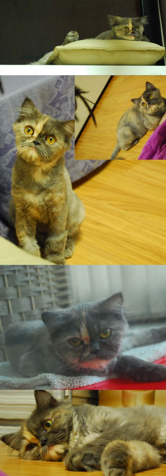 randa2.jpg