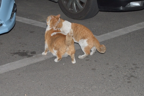 DSC_0845-2.jpg