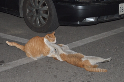 DSC_0846-2.jpg