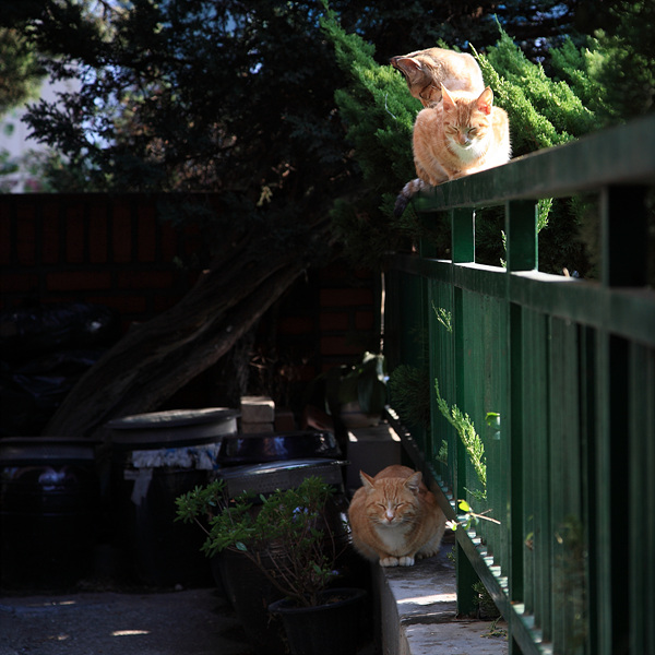 catiscat_186.jpg