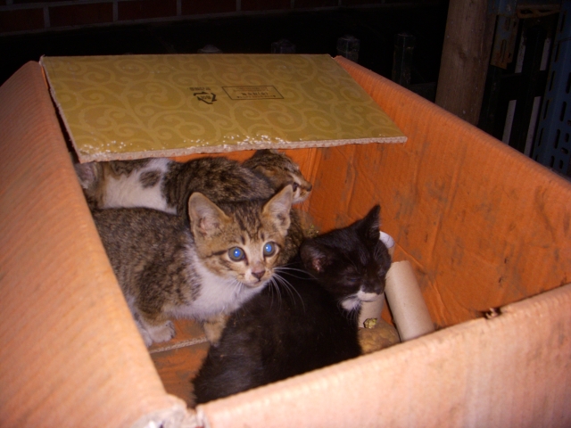 DSCN1272.JPG