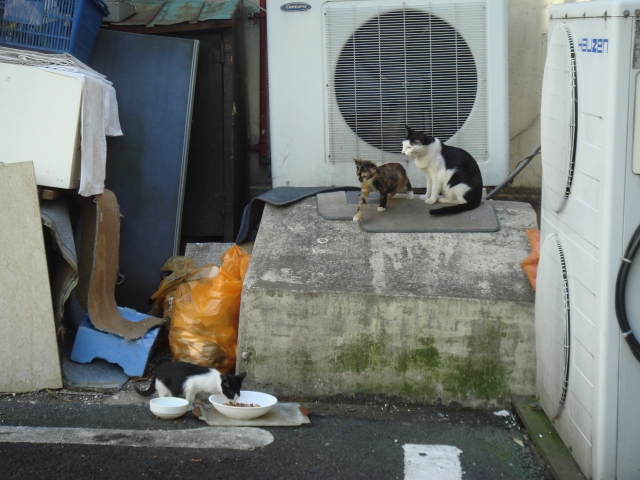DSC06078.JPG