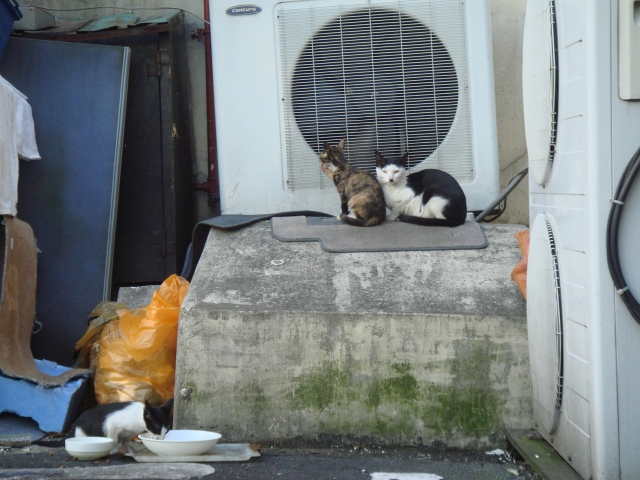 DSC06081.JPG