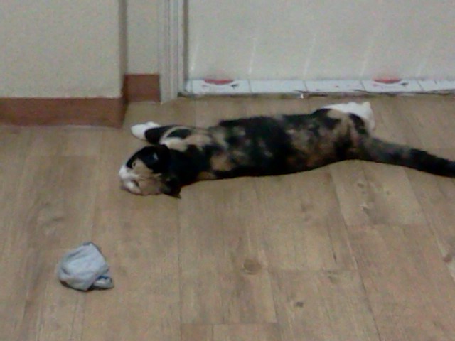 사진110902_001.jpg