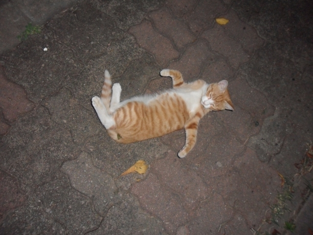SAM_9022.JPG