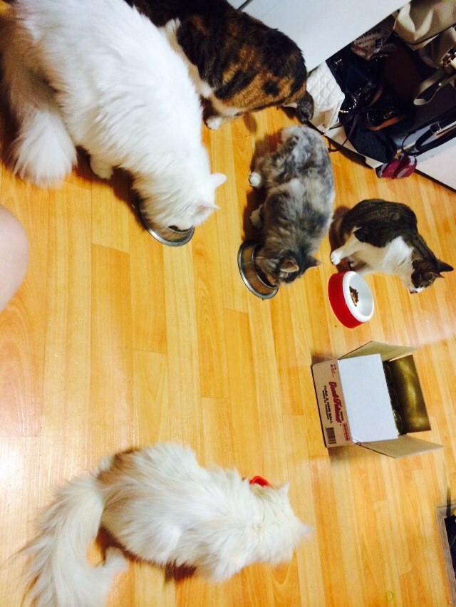 KakaoTalk_20140618_122943815.jpg