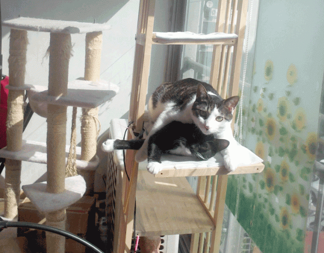 IMG362.gif
