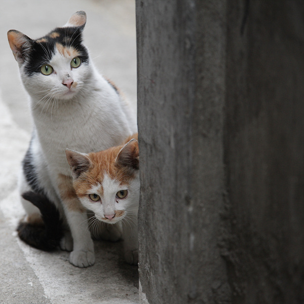 catiscat_176.jpg