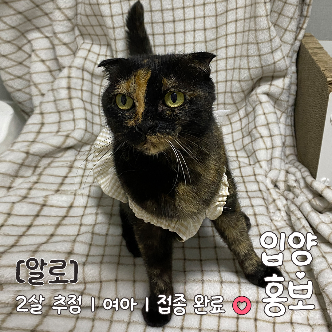 알로_입양홍보_03 copy.jpg