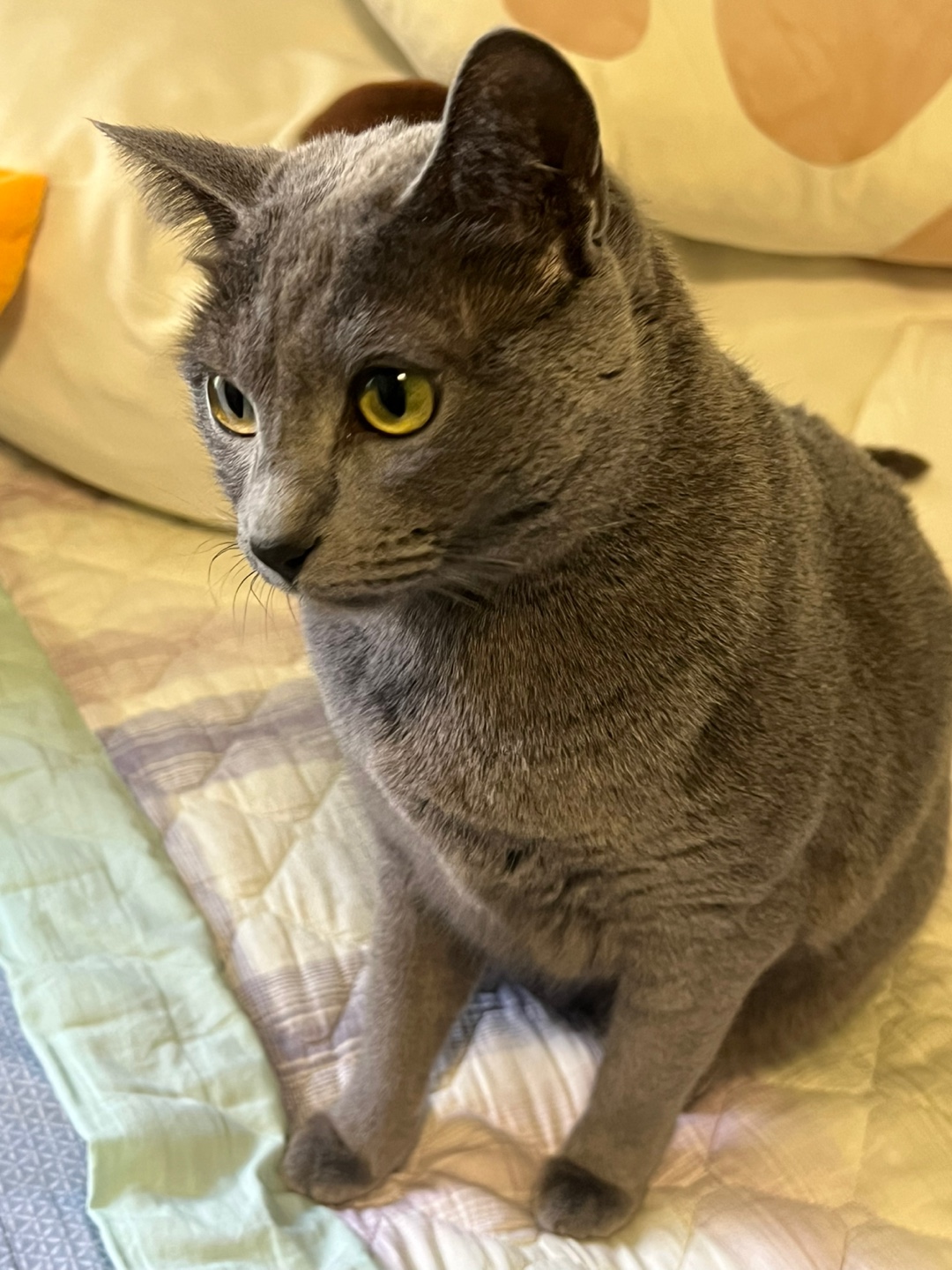 회원 입양/임보 - 러시안블루 입양보냅니다.