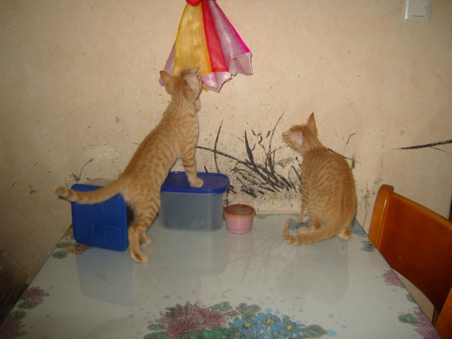 S1032148.JPG