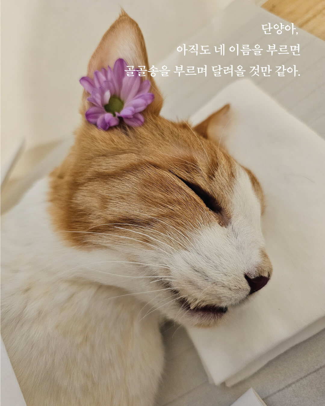 단양10.jpg