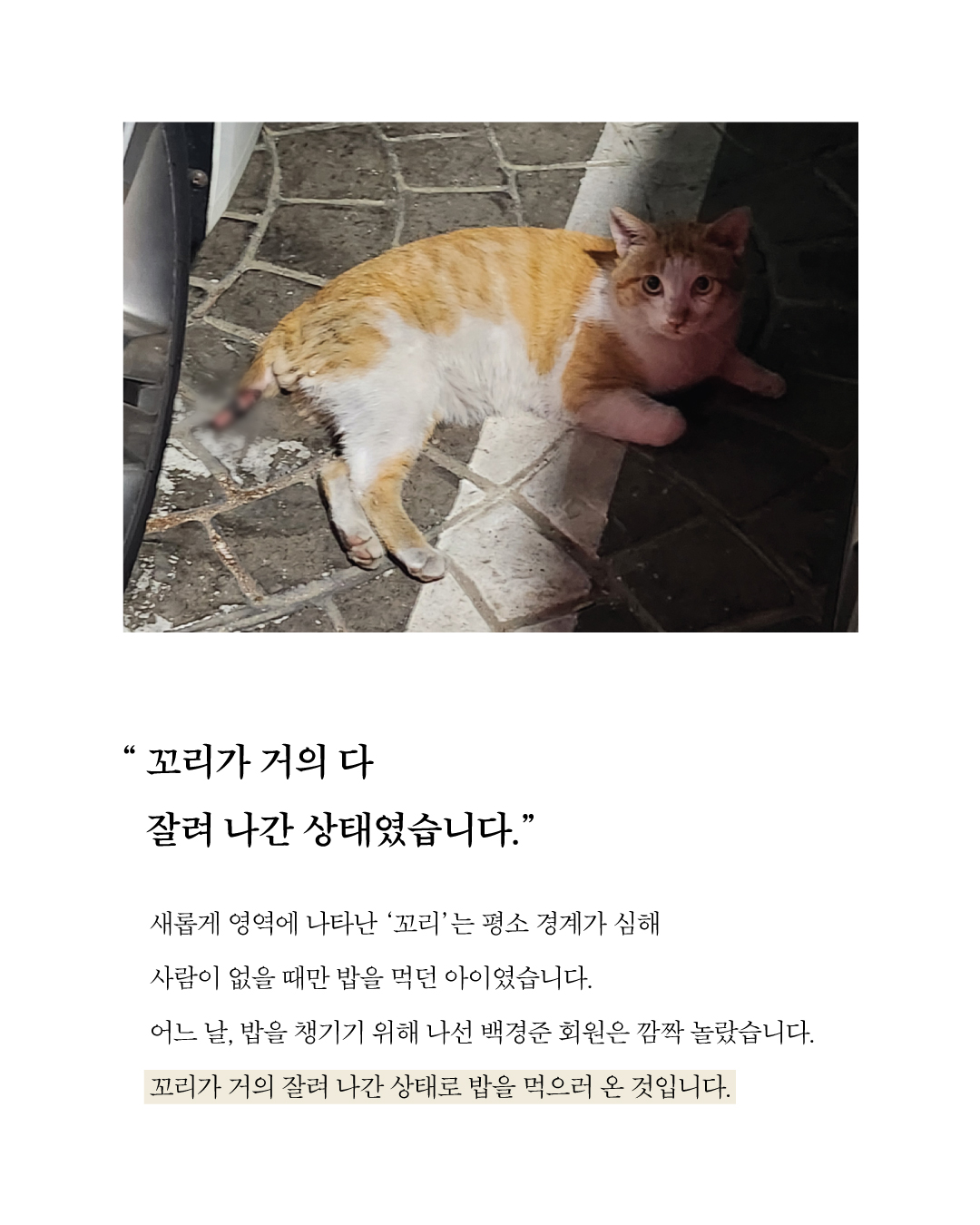 치료지원꼬리2.jpg