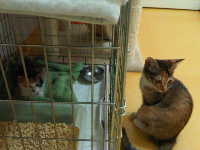 IMG01515-20111030-1904.jpg