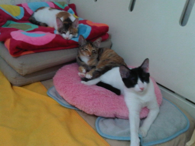 IMG01520-20111031-1430.jpg