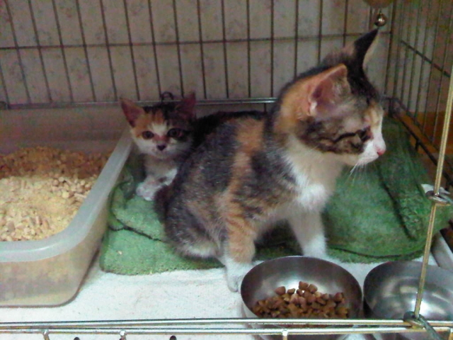 IMG01541-20111101-0235.jpg