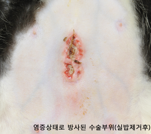 공주수술부위.jpg