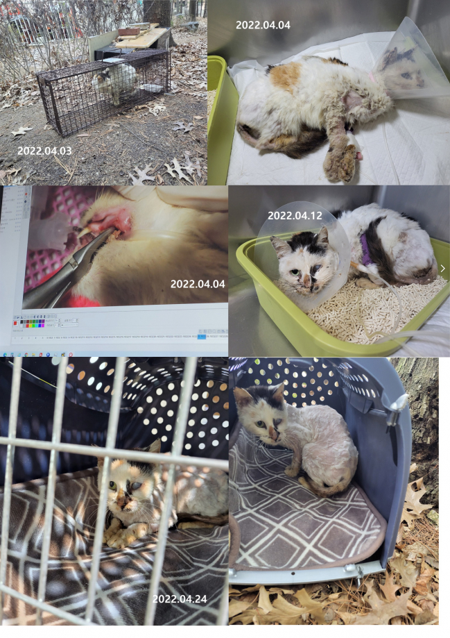 20220428_이쁜이-입원치료퇴.jpg