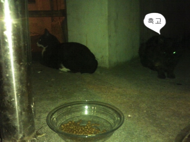 IMG_20150528_214006흑고2.jpg