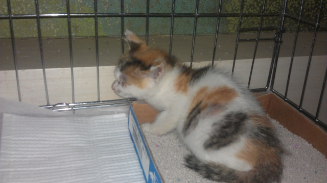 IMAG0775.jpg