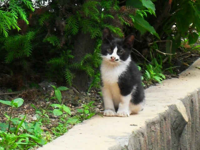 SDC11023.JPG
