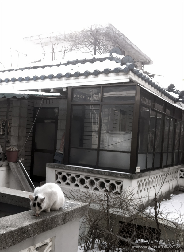 cat05.jpg