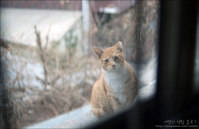 cat06.jpg