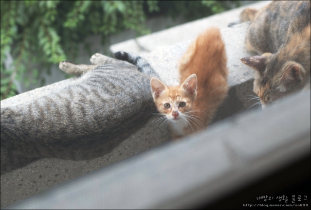 cat07.jpg