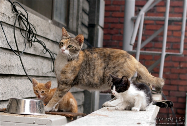 cat08.jpg