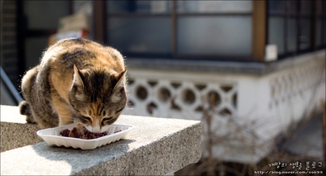cat09.jpg
