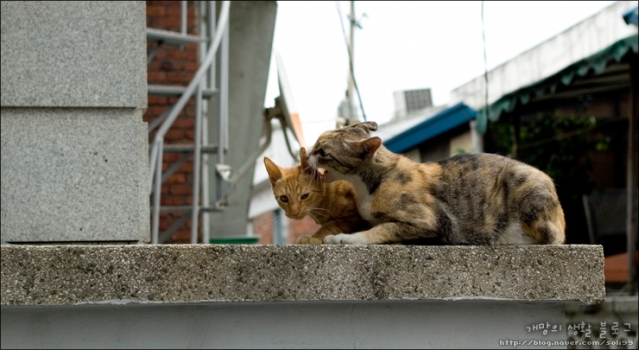 cat10.jpg