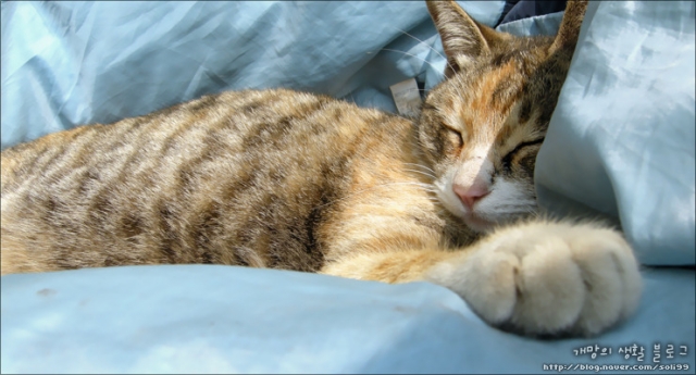 cat114.jpg