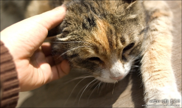 cat16.jpg